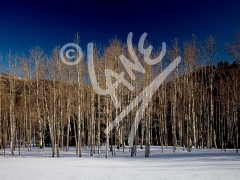UTAH Birches in Winter
